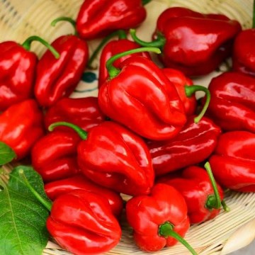 Velociraptor Pepper Seeds