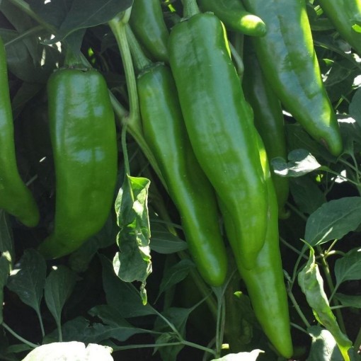 NuMex 6-4 Peppers HP1815-20