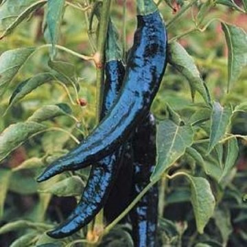 Pasilla Pepper Seeds