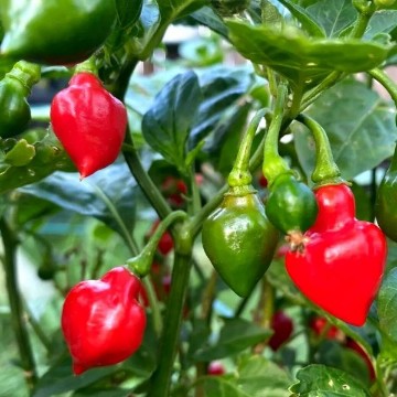 Piaozinho Pepper Seeds