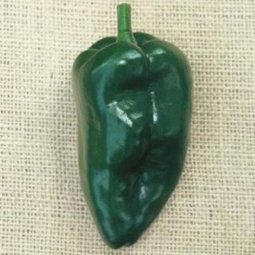 Poblano Pepper Seeds