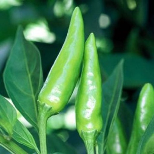 Sport Peppers HP397-20