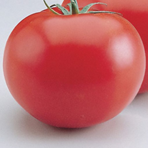 Heatmaster Tomato TM852-10