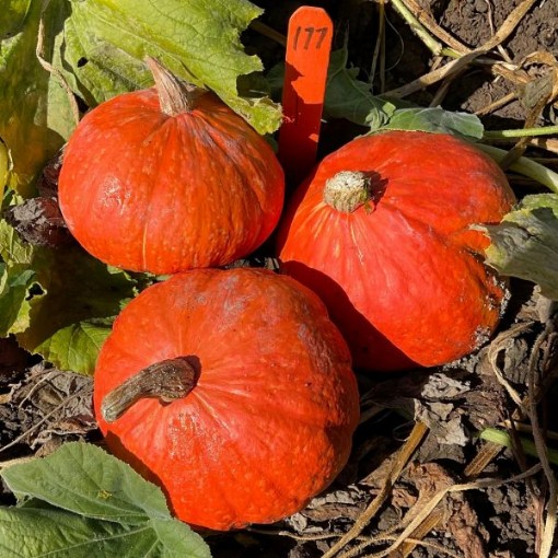 Ambermax Squash SQ115-10