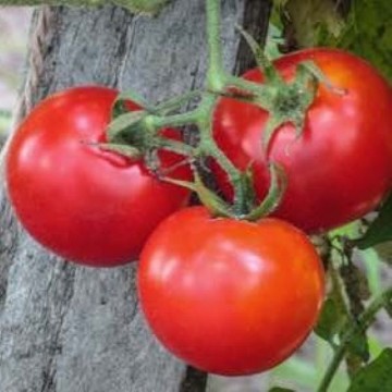 Heinz 1439 Tomato Seeds