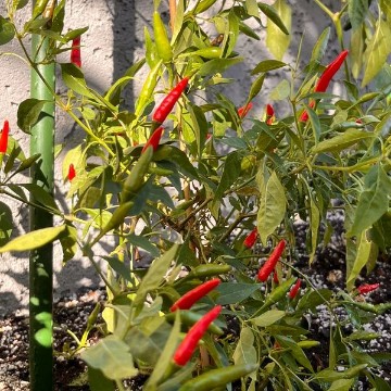 Super Thai Pepper Seeds