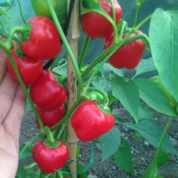 Miniature Red Bell Pepper Seeds
