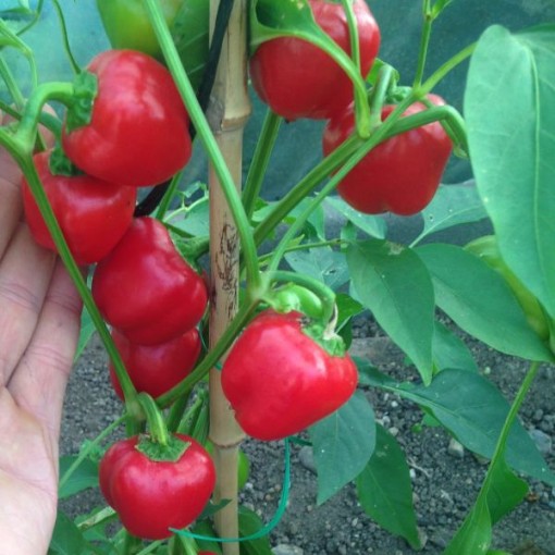 Miniature Red Bell Peppers SP198-20