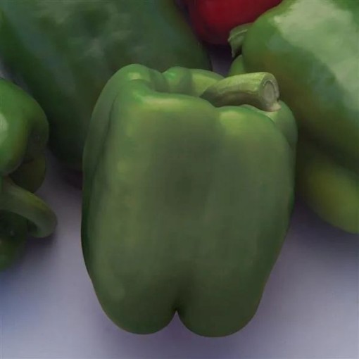 Better Belle Pepper Seeds
