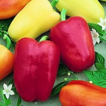 Chablis Pepper Seeds