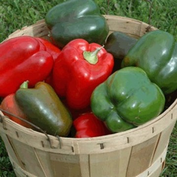 Lady Bell Pepper Seeds