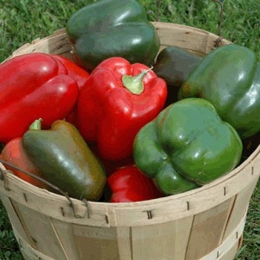 Lady Bell Peppers SP202-10