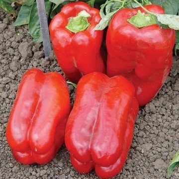 Lido Lamuyo Pepper Seeds