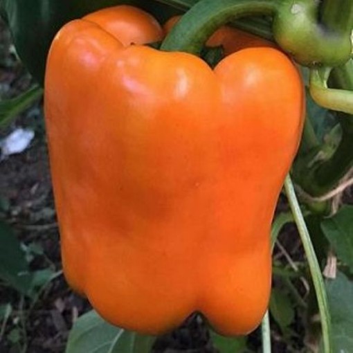 Mandarin Peppers SP42-10