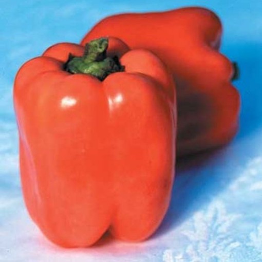Valencia Peppers SP80-10