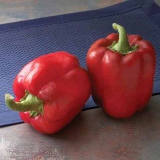 Red Bull Peppers SP338-10