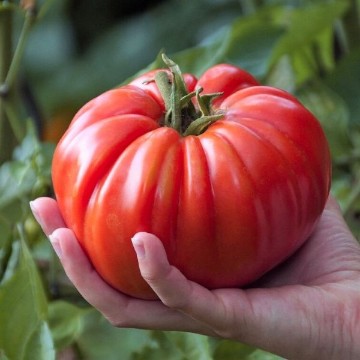 Mortgage Lifter Tomato Seeds