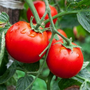 Super Bush Tomato Seeds