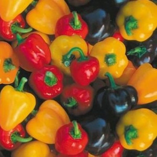 Mini Bell Mix Peppers SP11-20