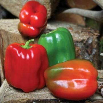 Wonder Bell Pepper Seeds