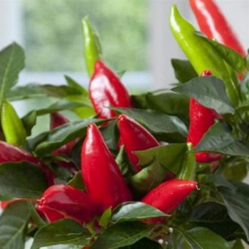 Hot Burrito Peppers HP2562-10