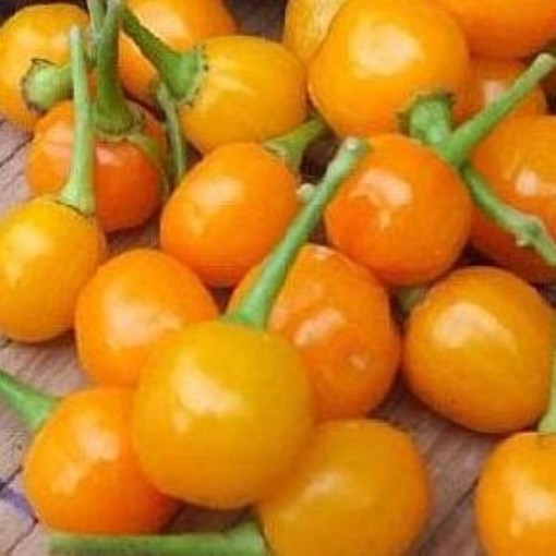 Demon Gold Drop Peppers HP2565-20