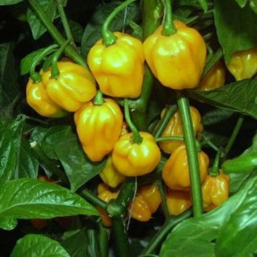 Habanero Big Sun Peppers HP2566-20