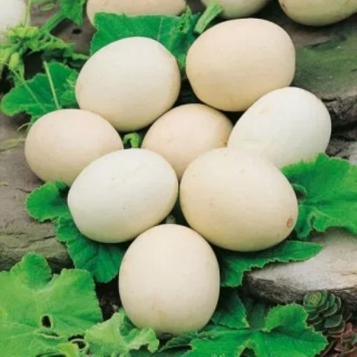 Nest Egg Gourd Seeds GD36-10