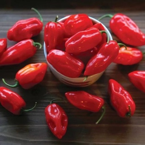 Habanero Primero Red Peppers HP256-10