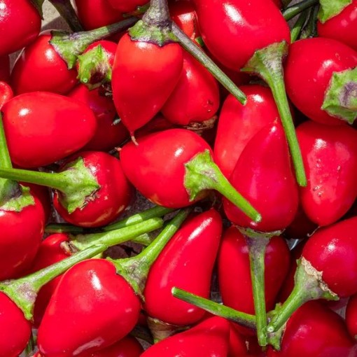 NuMex Chili Peppers HP2570-10