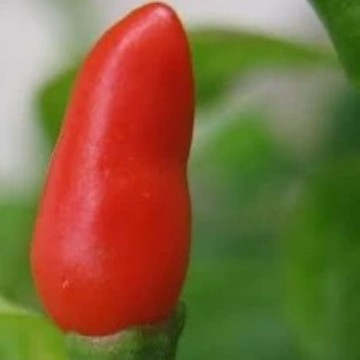 Conical Shaped Hot Peppers | Reimer Seeds