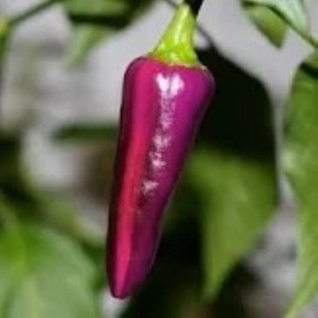 Conical Shaped Hot Peppers. Reimer Seeds
