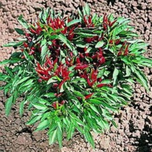 Thai Compact Peppers HP2573-20