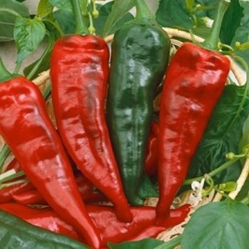 Poblano Paulo Pepper Seeds