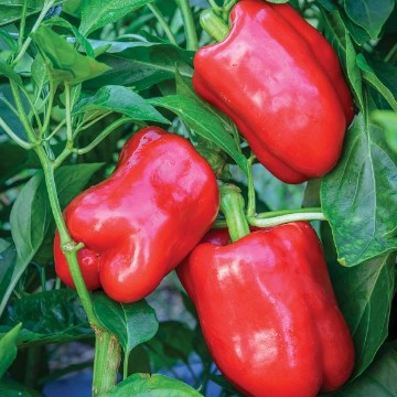 Bella Rouge Pepper Seeds