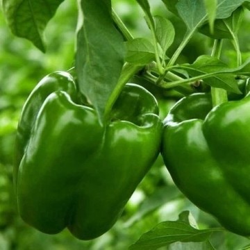 Bella Verde Pepper Seeds