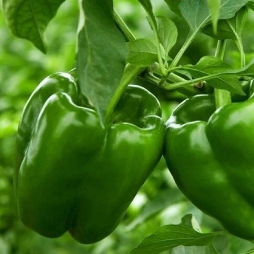 Bella Verde Peppers SP401-10