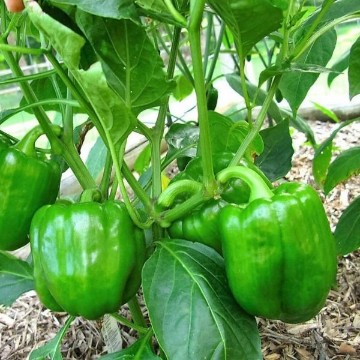 Big Green Pepper Seeds