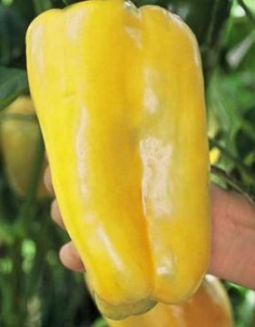 Gold Bell Pepper Seeds
