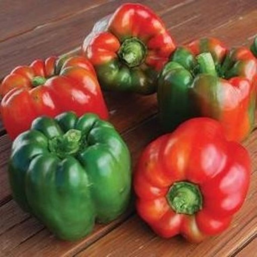 Green Bountiful Peppers SP406-20