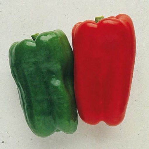 Jumbo Sweet Peppers SP407-10