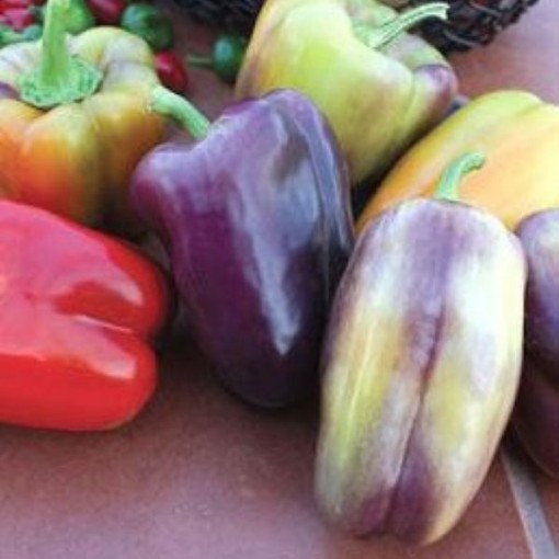 Pinot Noir Peppers SP408-10
