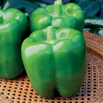 Revolution PL Pepper Seeds