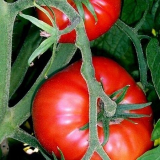 Hamson Tomato TM955-20