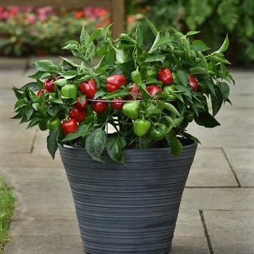 Snackabelle Red Pepper Seeds
