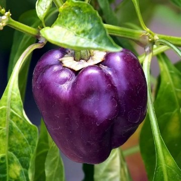 Violet Bell Pepper Seeds