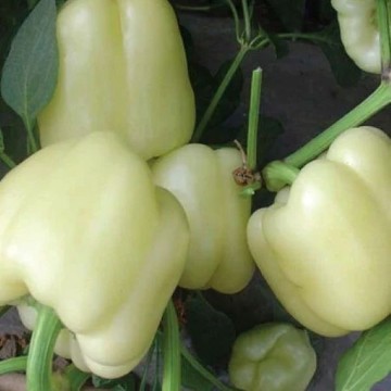 White Bell Pepper Seeds