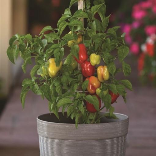 Prism Peppers SP413-10