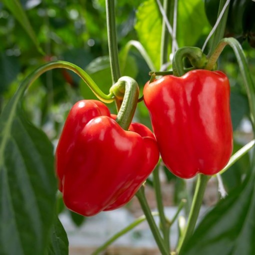 Red Bountiful Peppers SP415-20