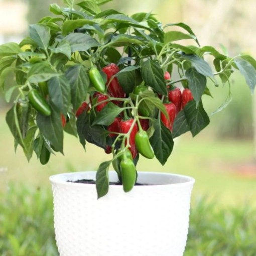 Early Flame Jalapeno Peppers HP2578-20